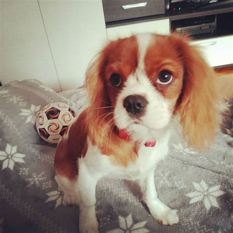 Mom took pictures after bathing because I'm so pretty#cavalier # ...