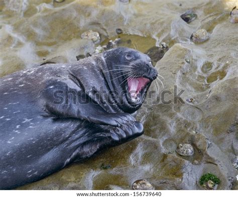 153 Seal Clap Images, Stock Photos & Vectors | Shutterstock