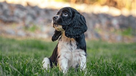 Outstanding Cockalier Pricing » Cockalier Pups