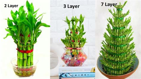 Lucky Bamboo Plant Benefits Greenstories