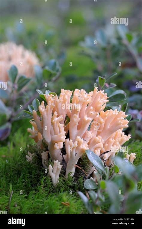 Pink Coral Fungus Ramaria Formosa Stock Photo Alamy