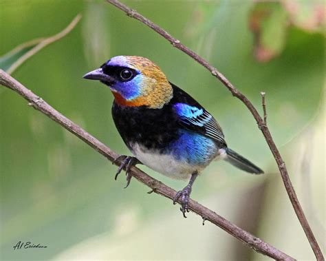 Birding In Belize San Ignacio Cayo District