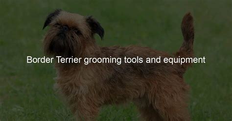 Border Terrier grooming tools and equipment - Border Terrier Love