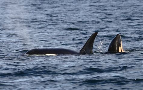 Orca baby boom: 7th calf born to endangered southern resident ...