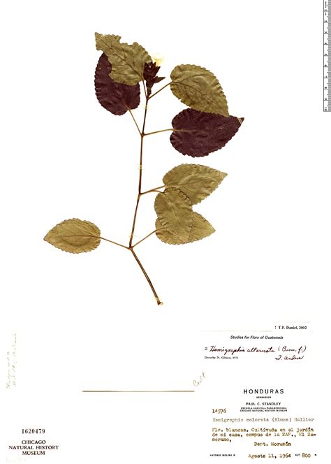 hemigraphis alternata rapid reference  field museum