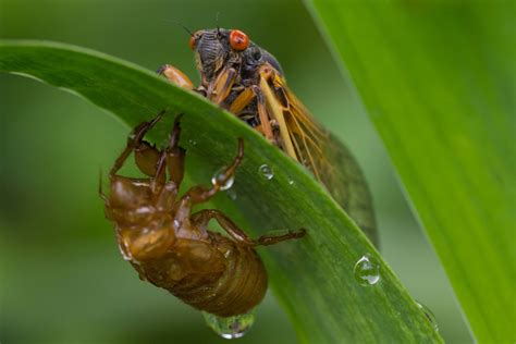 National Aquarium Cicadas Cicadas Everywhere