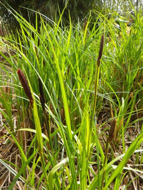 Carex Acuta Slender Tufted Sedge Devon Pond Plants