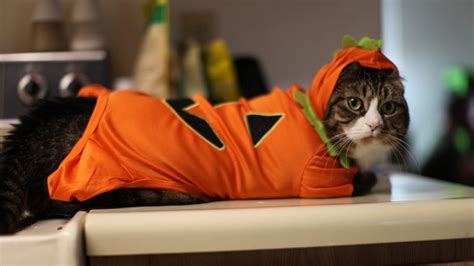 80 Cats in Halloween Costumes - Purrfect Love