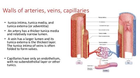 Histology Of Circulatory System