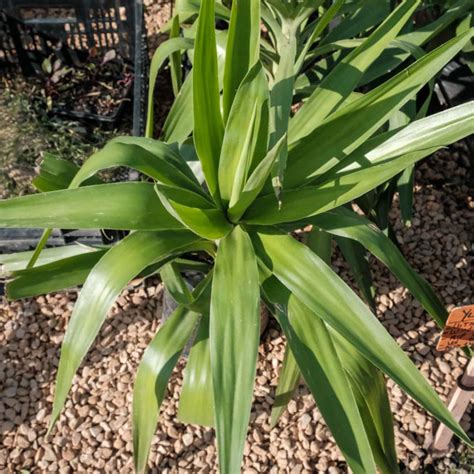 yuca bargain nursery