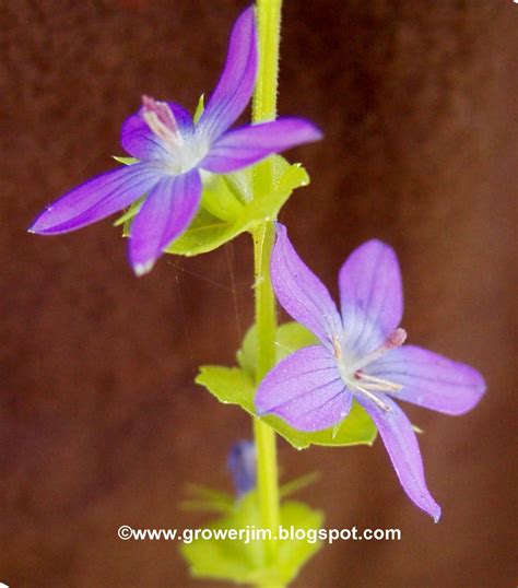 Garden Adventures Venus Looking Glass Triodanis Perfoliata