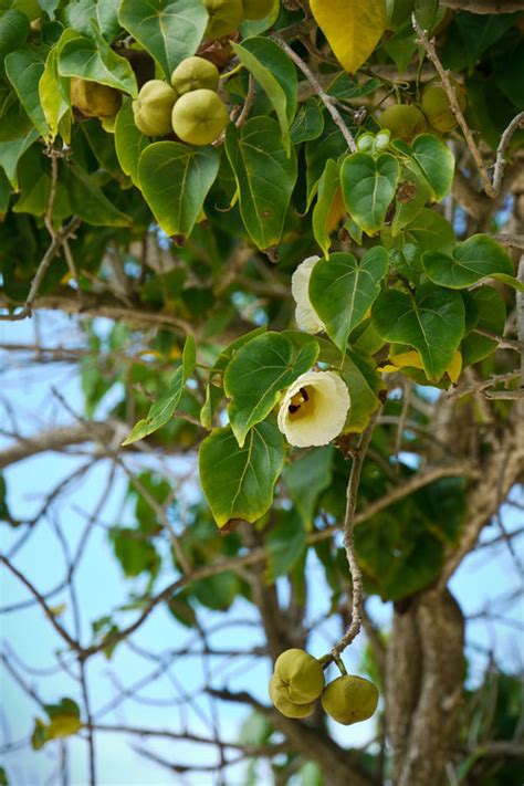 Manchineel Creationwiki The Encyclopedia Of Creation Science