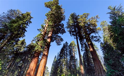 S Quoia G Ant Sequoiadendron Giganteum Presque Le Plus Grand Arbre