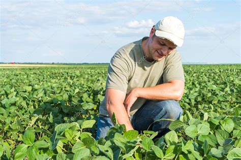 Farmer In Soybean Fields Stock Photo Fotokostic 75807455