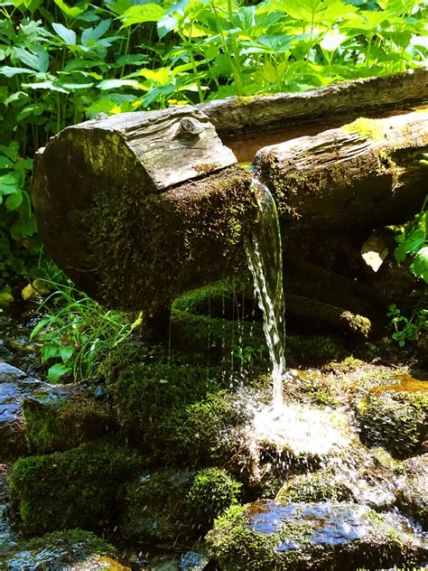 Fotos gratis árbol naturaleza bosque rock cascada planta madera