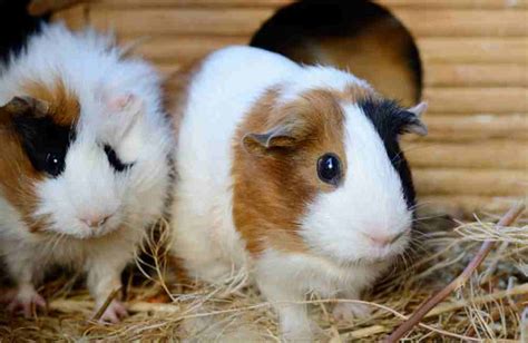 Is It Safe For Guinea Pigs To Chew Wood Let S Discover