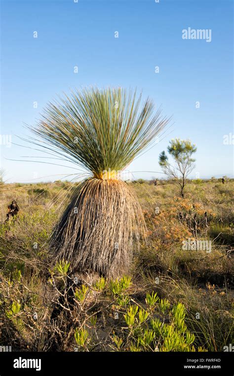 Desert Grass Tree Xanthorrhoea Thorntonii Kalbarri National Park