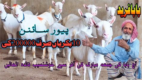 Pure Sainan Praignant Goats At Umar Goat Farm Goat Farming In Pakistan