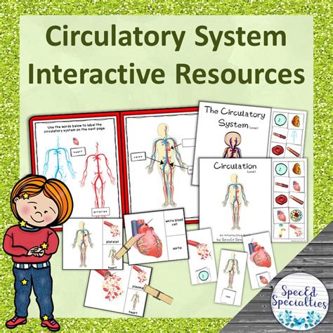 Human Body Circulatory System System Interactive Books And File Folder Games Made By Teachers