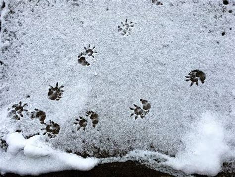 Opossum Tracks: Identification Guide for Snow, Mud, and More