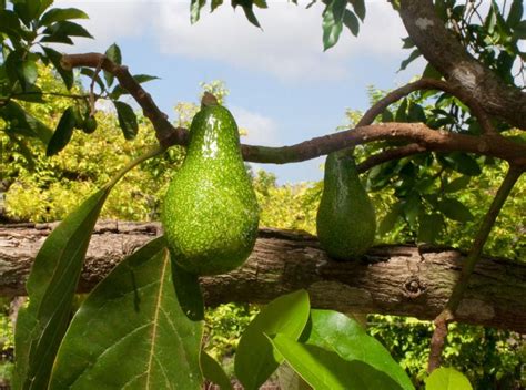 Florida avocado shippers Archives - Haul Produce