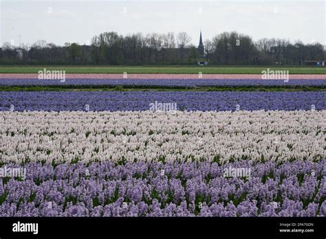 Tulip fields near Lisse in the Netherlands Stock Photo - Alamy