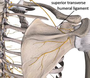 Shouldering The Challenge Of Suprascapular Neuropathy Academy Of