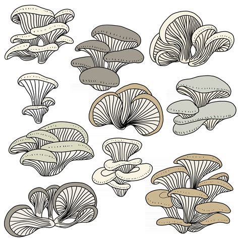 Doodle Freehand Sketch Drawing Collection Set Of Oyster Mushroom