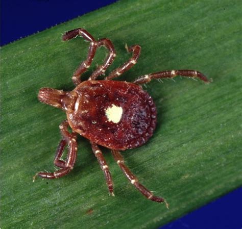 Lone Star Tick Bite May Trigger Allergic Reaction To Meat, Symptoms ...