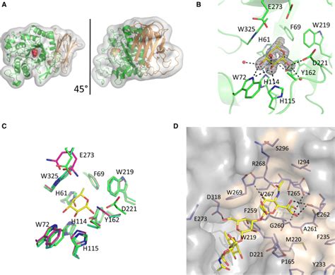 Crystal Structure Of R Gnavus GH29 Fucosidase E1 10125 A Cartoon