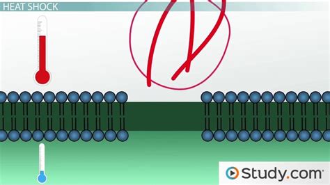 Bacterial Transformation | Definition & Process - Lesson | Study.com