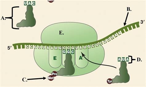 Dna To Protein Diagram Quizlet