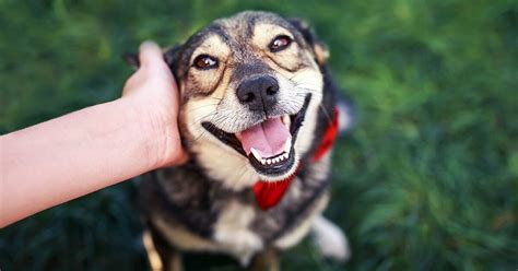 Dove Adottare Un Cane In Veneto La Guida