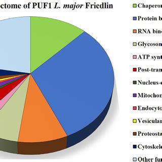 Functional Classification Of The Protein Identified As Candidate