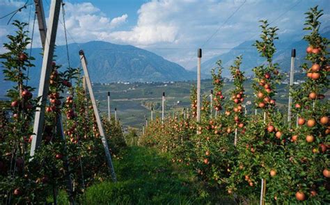 Wo Spezialit Ten Wachsen Apfelernte Und Weinlese In S Dtirol Genie En