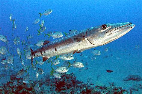 9 Fakta Menarik Ikan Barakuda Benarkah Dagingnya Beracun