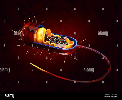 Prokaryotische zelle Fotos und Bildmaterial in hoher Auflösung Alamy