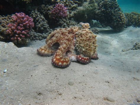 Big Blue Octopus (Octopus Cyanea) Stock Photo - Image of nature, sand ...