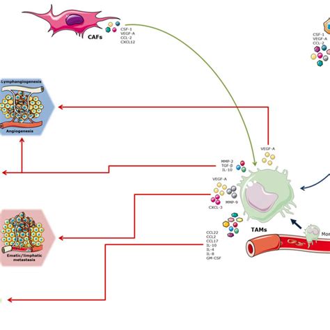 Role Of Tams In Cca Progression Graphic Representation Of The Download Scientific Diagram