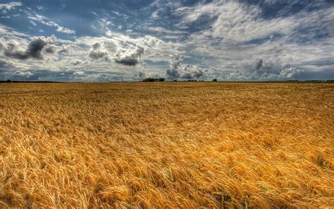 Free photo: Wheat Field - Crop, Farm, Field - Free Download - Jooinn