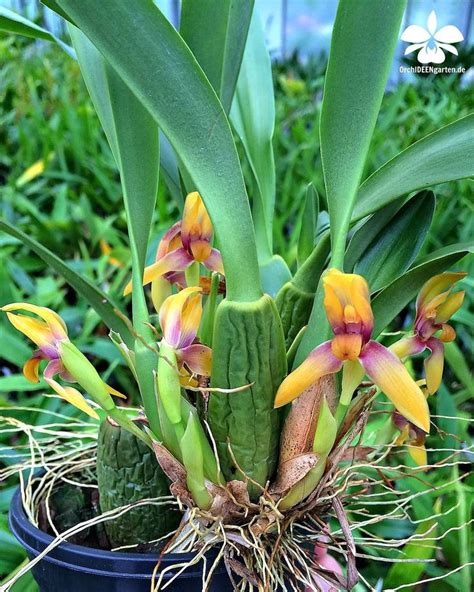 Orchideengarten In Dahlenburg On Instagram Maxillaria Cucullata