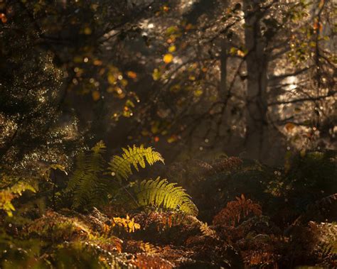 15 Simple Ideas For Forest And Woodland Photography Photocrowd