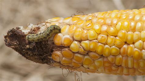 How To Control Corn Ear Worm Yates