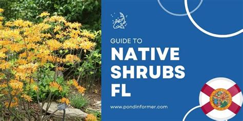 10 Best Native Shrubs for Florida Gardens - Pond Informer