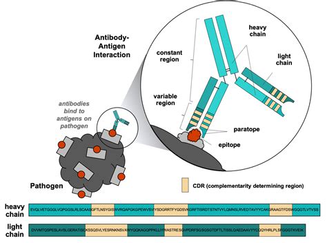 Antibody Representation Learning for Drug Discovery | DeepAI