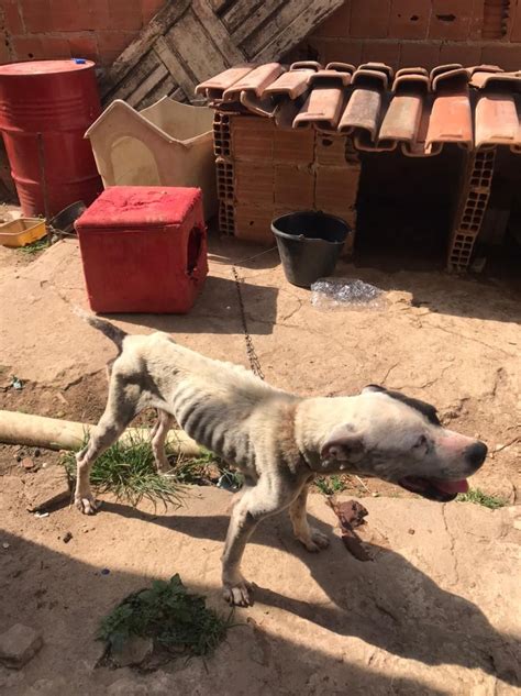 A Gazeta Cadela Desnutrida Resgatada Em Cachoeiro E Dona Levada