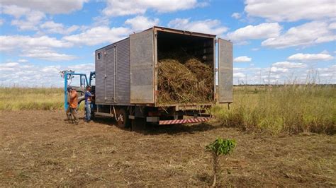 Homens são presos por extrair capim de área de proteção ambiental