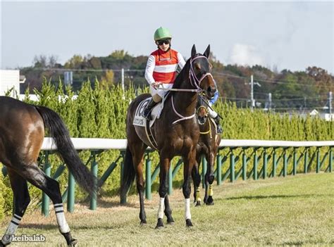 ショウナンハウル Shonan Howl 競走馬データベース 競馬ラボ