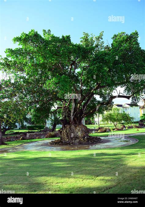 The Photo Of A Tree In The Square Was Taken In The Dominican Republic