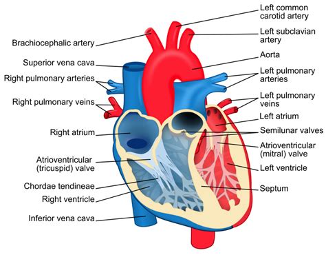 Perfusion Diagram | Quizlet